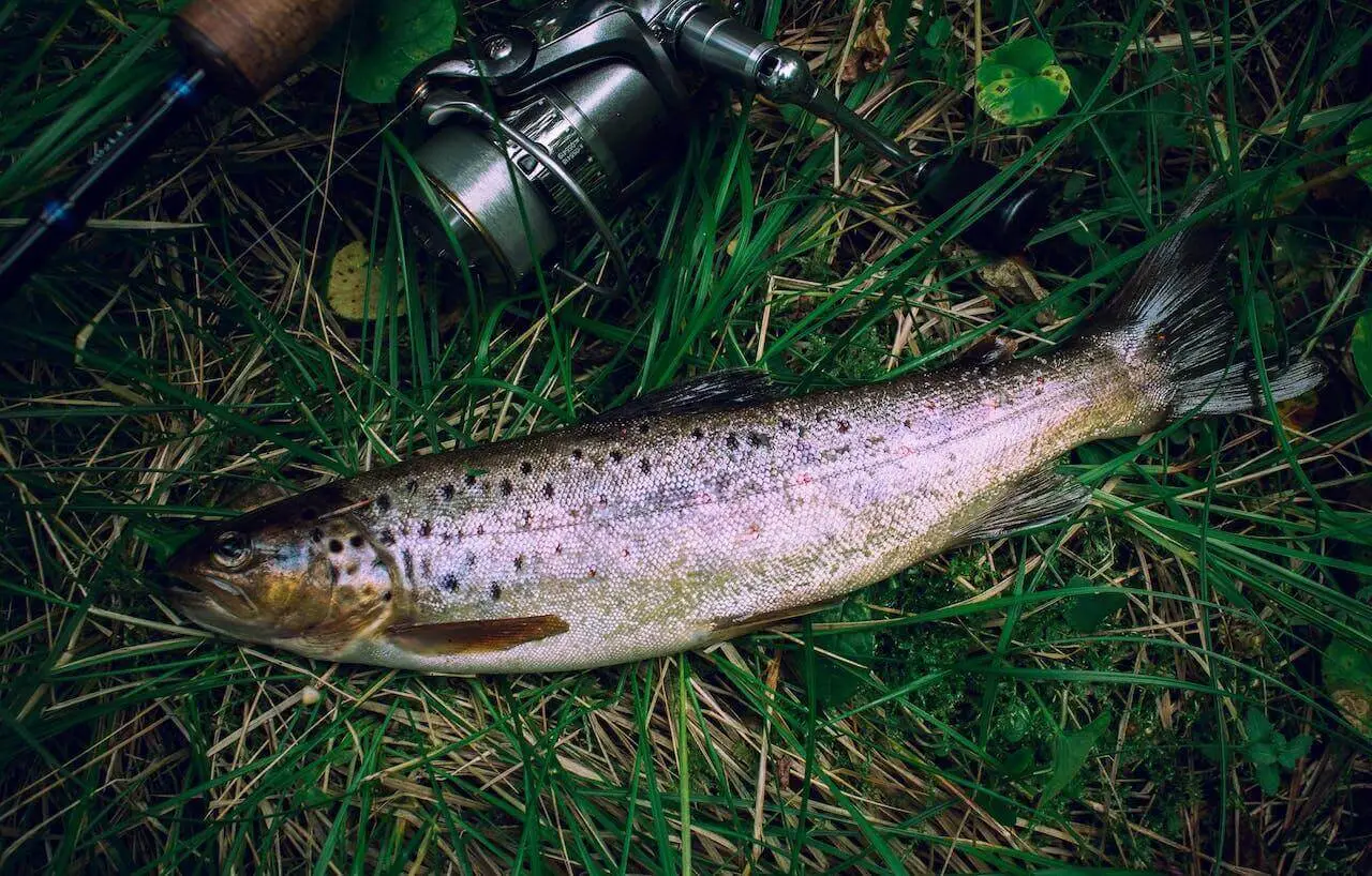 meilleur canne a pêche truite et une truite