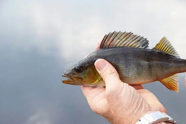 poisson perche hors de l'eau