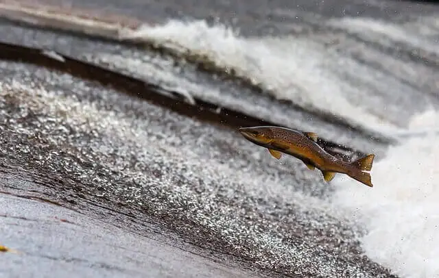 poisson saumon qui est pêcher