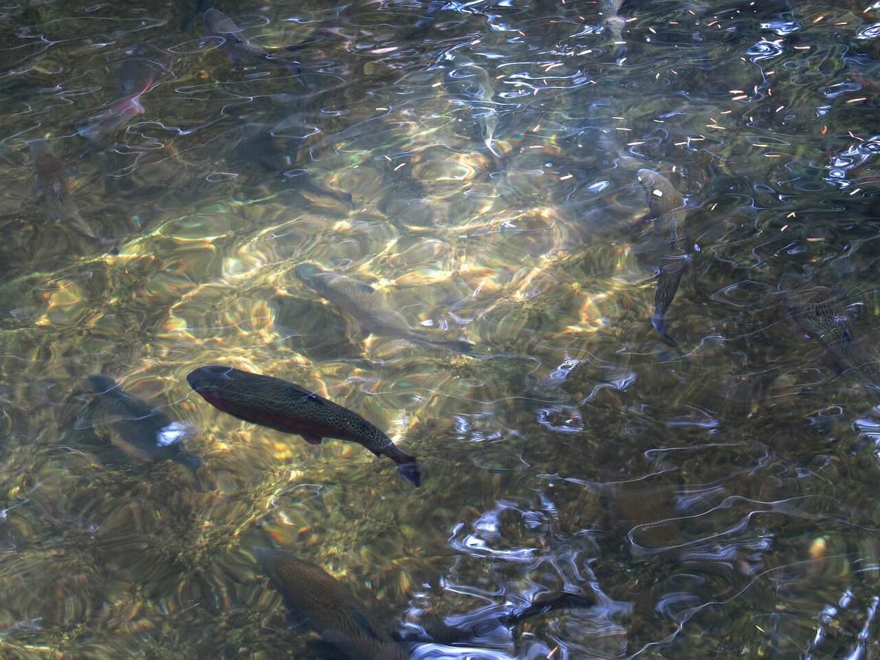 Comment pêcher la truite en profondeur ?